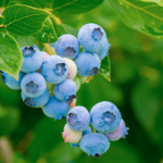 blueberries-my-frutness-alimentacion-sana-vegana-salud-sin-gluten