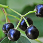 tabla-extracto-de-maqui-my-frutness-2